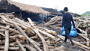 Barbeque Super Quality Indonesian Charcoal Halaban Lump Hardwood for BBQ | Long <b>Burning</b> Low Ash 7000-8000 Kcal/kg CARSURIN Lab-T - Product Image 6