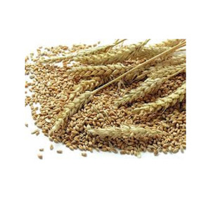 Listo para Enviar: Granos de Trigo de Calidad Premium al por Mayor, Grado Alimenticio, Suministro a Granel, Servicio OEM de Alta Calidad para Compradores B2B - Product Image 5