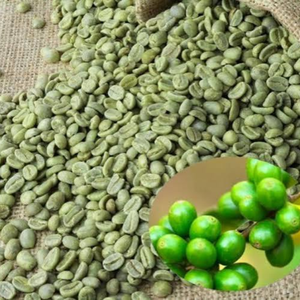 Bulk Vietnam <b>Robusta</b> <b>Coffee</b> <b>Beans</b> Natural Green Unroasted OEM ODM Export Grade <b>Coffee</b> Seed Moisture 12% Supply - Product Image 5