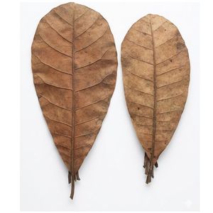 Natural Dried Jackfruit Leaves 11 cm to 18 cm /4 to 7 Inches in Size for Aquarium Pack of 24 Leaves - Product Image 2
