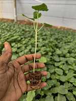 Pastilles de tourbe pour la culture des plantes, biodégradables, en forme de bloc