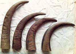 Cuerno de Búfalo para Perros, Cuerno para Masticar, Fábrica de Cuernos en India, Cuerno de la Mejor Calidad con 2 Piezas y Tamaño Personalizado en Oferta - Product Image 5