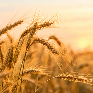 Standard Grade Barley <b>Straw</b> Hay <b>Bales</b> For Cattle Fiber Feed Stored In Cool Dry Place For Sale Chewing and Feeding - Product Image 3