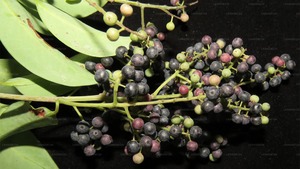 Proceso de extracción de fluidos súper críticos de extracto de plantas de alta calidad Vavding - Product Image 2