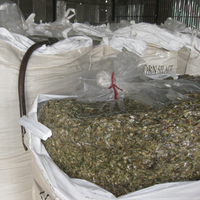 Silage de maïs premium pour l'alimentation des bovins, des chevaux et des porcs, fourrage fermenté de haute qualité en provenance du Vietnam