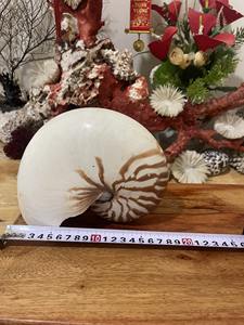 Concha Nautilus de cámara de Vietnam, carcasa espiral pulida a mano para decoración costera del hogar y estilo Interior de lujo - Product Image 4