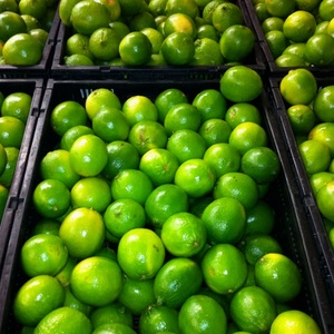 Citrons verts sans pépins du Vietnam : saveur fraîche, forte teneur en jus, taille uniforme, prix compétitif, approvisionnement mondial fiable, livraison en 45 jours - Product Image 2