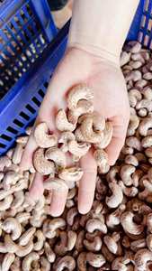 Vietnam Premium Cashew <b>Nuts</b> W320 W240 W180 | Raw & Roasted Cashew <b>Kernels</b> | Factory Wholesale Export - Ms. Tarina - Product Image 3