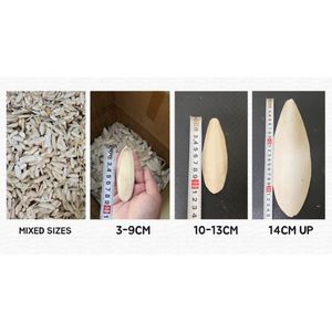 Os de Seiche de Haute Qualité, Minéraux de Calcium Purs, Absorption Rapide, Sûr pour la Santé, Vente en Gros, Exportation - Product Image 2