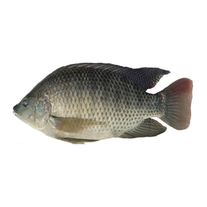 Tilapia Congelada Confiable Lista para Exportación a Gran Escala y Pedidos al por Mayor - Product Image 1