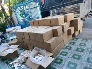 เปลือกหอยแห้งธรรมชาติสำหรับตกแต่งบ้าน งานฝีมือ DIY ของตกแต่ง ขายส่งจำนวนมากจากเวียดนาม - คุณเกรซ - Product Image 5