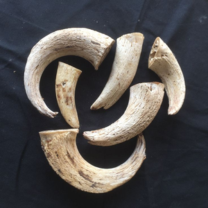 Alimento Masticable para Perros Hecho a Mano con Cuerno de Búfalo, Producto en Venta, 100% Natural, de Alta Calidad - Product Image 1