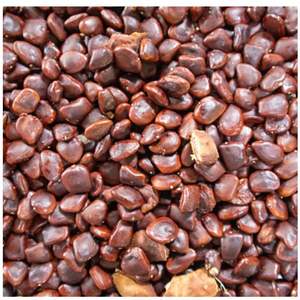 Graines de tamarin polyvalent de haute qualité pour l'agriculture - Product Image 4