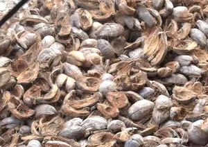 Trituradora de Cáscaras de Coco Marrón de Doble Eje, Trituradora Eléctrica Semiautomática de Doble Eje para Materiales de Cáscaras de Coco Marrón - Product Image 2