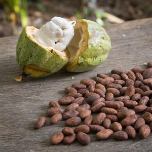 Fèves de cacao de la meilleure qualité pour la fabrication de chocolat et de poudre de cacao, avec saveur naturelle pour une transformation alimentaire de qualité. - Product Image 1