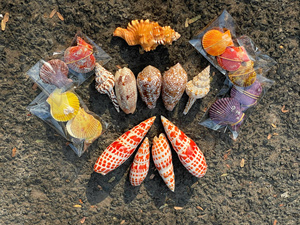 เปลือกหอยทะเลธรรมชาติแบบผสม  ควีนคอนช์ คิงเฮลเม็ต ไทรทันทรัมเป็ต ทรูทิวลิป แอปเปิ้ล มูเร็กซ์ คาวรี สแกลลอป ท็อปเชลล์ ผลิตจากโรงงานในเวียดนาม - Product Image 3