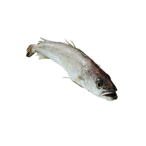 Hake <b>Fish</b> Frozen for Catering and Restaurant Supply - Product Image 6
