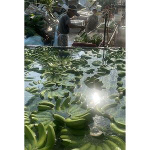 กล้วยคาเวนดิชขายดีที่สุด ผลไม้สดสีเขียวเหลือง พร้อมรับประทาน - Product Image 5
