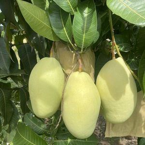 เวียดนาม ขายส่ง ผลไม้มะม่วงแช่แข็ง Darlac Farms แบบ IQF หั่นเป็นชิ้น บรรจุภัณฑ์สุญญากาศ จำนวนมาก รับผลิตแบรนด์ส่วนตัว (OEM) ผู้จัดจำหน่ายมาตรฐาน HACCP/ISO น้ำหนัก 20 กก. จากดาลัก - Product Image 4