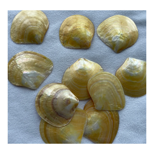 Plato de Concha de Nácar de Abulón Natural Hecho a Mano, Plato Único para Exhibición de Joyería o Servir Alimentos - Product Image 6