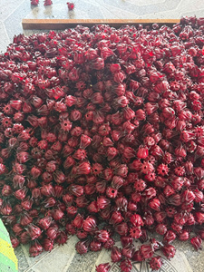 Fleurs d'hibiscus séchées entières du Vietnam, best-seller, en vrac pour la production de thé et de boissons - Product Image 6