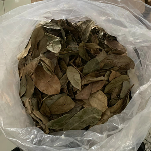 ใบเต้ารู้ฝักทองอบแห้งจากโรงงานเวียดนาม ชาสมุนไพรธรรมชาติ ใบเต้ารู้ฝักทอง ผู้ผลิตและจำหน่ายส่ง คุณภาพส่งออก - Product Image 1