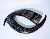 Mug Viking en corne de buffle naturelle polie, thème animalier, décoration d'intérieur, verre à boire, pot à boire en corne de buffle.