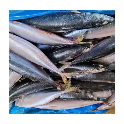 IMPORTING FROZEN FISH FROM VIETNAMESE SUPPLIERS AT A REASONABLE PRICE AND STANDARD QUALITY/ Ms.Thi +84 988 872 713