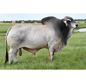 Ganado Brahman Gris Premium para Suministro al por Mayor y Cría Comercial de Ganado - Product Image 6