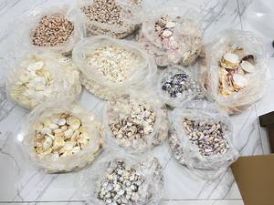 เปลือกหอยเชลล์ธรรมชาติขนาดใหญ่ OEM สำหรับตกแต่งโต๊ะอาหาร ทำมือ เป็นมิตรกับสิ่งแวดล้อม เหมาะสำหรับร้านอาหารและงานจัดเลี้ยง BLUE LOTUS - Product Image 6