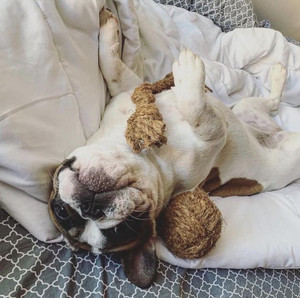 Jouets de dentition pour chiens Jouets à mâcher pour tous les animaux de compagnie en fibre de coco Fabriqué au Vietnam HOANG LINH SG Kimy + 84938616690 - Product Image 5