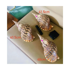 Concha Marina Natural Grande |   Conchas Marinas Vietnamitas para Decoración Artesanal, Eventos Temáticos de Playa y Suministros para Manualidades - Product Image 2