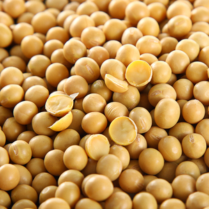 Soja biologique séché de qualité supérieure, emballage en vrac, prêt pour la production d'huile et la fabrication d'ingrédients alimentaires - Product Image 6