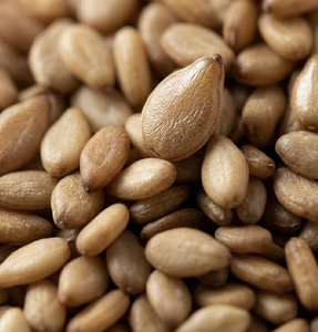 Semillas de Sésamo Naturales Sin Cáscara, Calidad de Exportación |   Suministro a granel de aceite de tahini, semillas de sésamo tostadas de grado alimenticio, Gujarat, India - Product Image 3