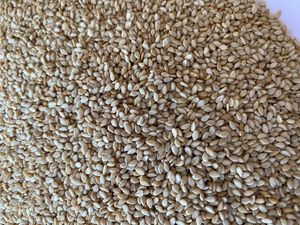 Graines de sésame blanches, naturelles et pures, d'origine indienne, fournisseur en gros - Product Image 4