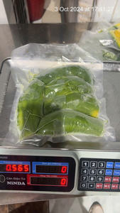 MEJOR PRECIO: AGUACATE CONGELADO IQF DE VIETNAM – VENTA AL POR MAYOR Y MARCA PRIVADA DISPONIBLES - Product Image 5