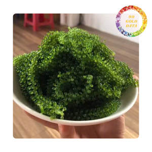 Uvas de Mar Secas de Alta Calidad de Vietnam - A Granel, Sazonadas y con Sabor, 100% Naturales, Deliciosas Algas Marinas - Product Image 3