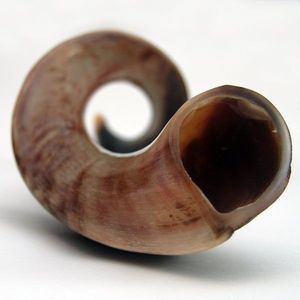 Corne de bélier polie individuelle, nettoyée et enduite brillante, pièce de matériau en corne de mouton naturelle courbée, fournisseur en gros B2B - Product Image 5