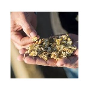 Ensilaje de maíz de calidad superior para ganado lechero y vacuno - Product Image 1