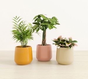 Pot de fleurs en céramique minimaliste mat avec finition lisse, construction durable, élégant, décoration intérieure pour plantes. - Product Image 2