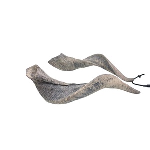 Cuernos de Oveja Shofar Crudos Religiosos Ecológicos de la Mejor Calidad, Cuernos de Carnero Pulidos para Decoración Navideña de la India al por Mayor - Product Image 1