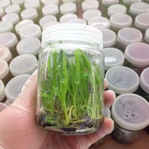 El Fabricante Suministra Botellas de Vidrio para Cultivo de Tejidos de 370 ml, Botellas para Cultivo de Plántulas de 250 ml, Botellas de Vidrio para Reactivos de Cultivo - Product Image 1