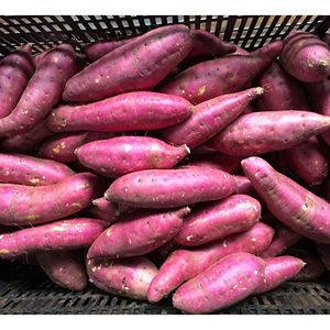 Batata Dulce Congelada IQF Natural de Vietnam en Piezas, Suministro a Granel de Calidad Premium para Servicios de Alimentación y Procesamiento - Product Image 3