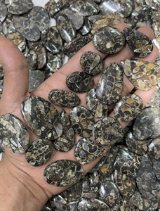 LOT EN GROS DE 5 KG UNIQUEMENT À 755 $ - CABOCHONS DE FOSILES DE TURRITELLA, PIERRES PRÉCIEUSES SÉLÉQUIES, TAILLES ET FORMES ASSORTIES, LIVRAISON GRATUITE - Product Image 3