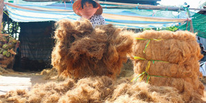 Fibres de coco en gros |   Fibre de noix de coco brute écologique pour la tapisserie, l'agriculture et l'usage industriel en provenance du Vietnam - Product Image 3