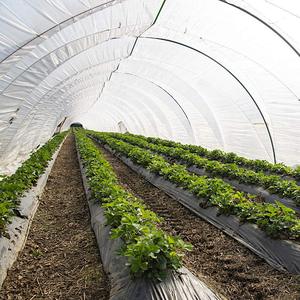 Lámina Agrícola Transparente de Polietileno con Tecnología Anti-Goteo y Estabilización UV TANDHAN para Invernaderos, Gestión del Calor, Bengala Occidental - Product Image 1