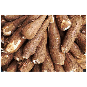 Venta al por mayor de yuca y semillas de yuca a precios económicos. Compre yuca fresca congelada de primera calidad para alimentación animal. - Product Image 5