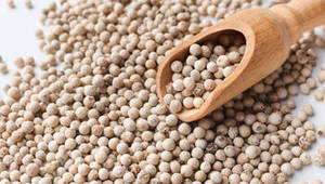 Poivre blanc entier indien de nouvelle saison, qualité export, épice naturelle pour la vente en gros mondiale et les services de restauration - Product Image 5