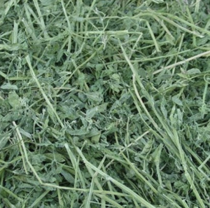 Vente en gros de foin d'alfalfa de haute qualité en sacs, prix de gros pour l'alimentation du bétail, marque CASTRO, durée de conservation de 18 mois - Product Image 1