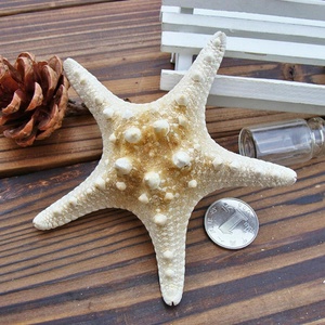 Étoiles de mer naturelles pour la création artisanale, lot d'étoiles de mer au prix le plus bas, décoration, étoile de mer, coquillage - Product Image 6